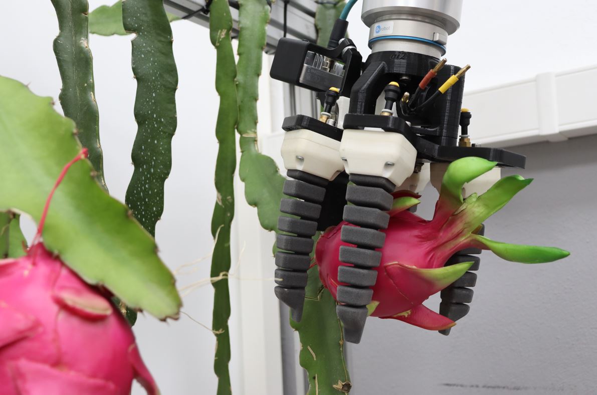 Dragonbot - recolección automatizada de pitayas con robótica y sistema de visión