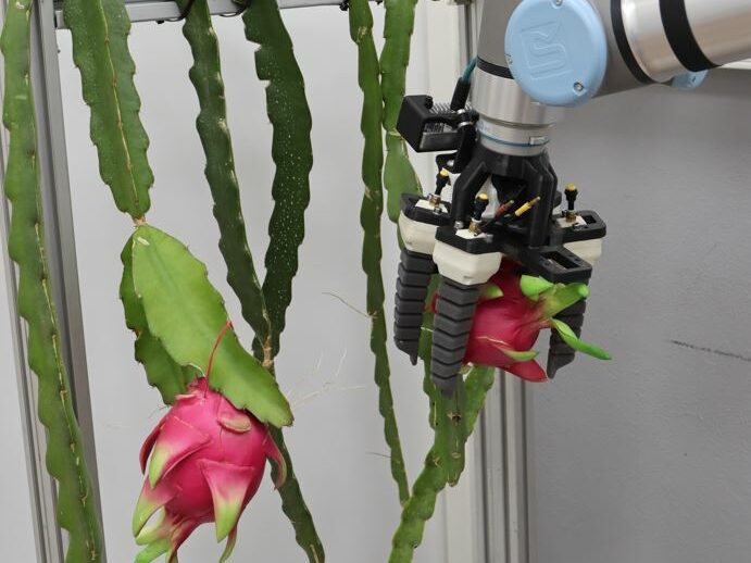 Avances del Proyecto DRAGONBOT: Hacia la Recolección Automatizada de Pitayas 3 Dragonbot 3 edited