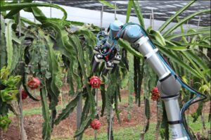 Sistema robótico para la recolección de pitayas