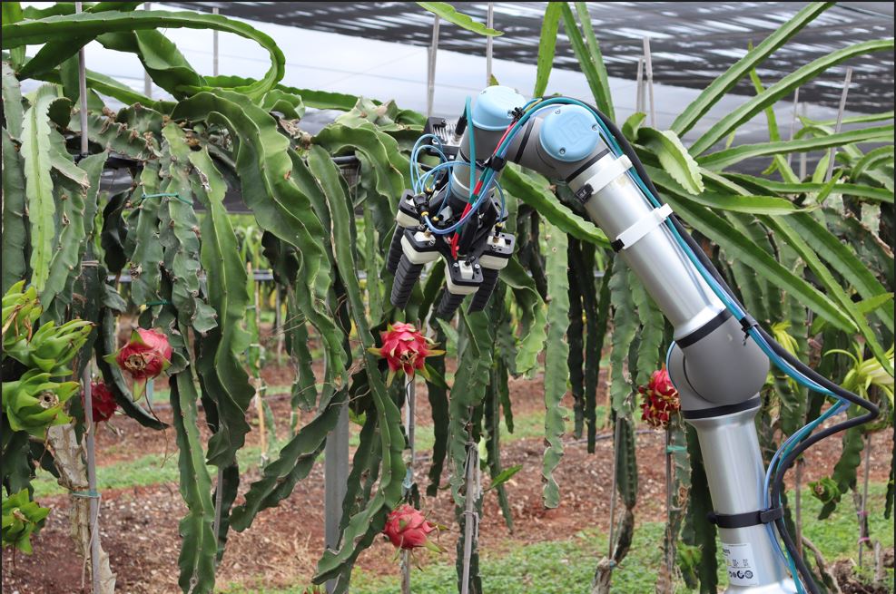 Recolección inteligente y automatizada de cultivos de alto valor en invernaderos sostenibles (DRAGONBOT) 