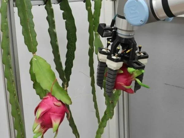 Fortschritte im DRAGONBOT-Projekt: Auf dem Weg zur automatisierten Ernte von Pitayas